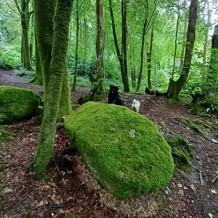 The Conifers Small Self Catering Flat In Nature Reserve Free Eden Taxi B4 9pm * 파