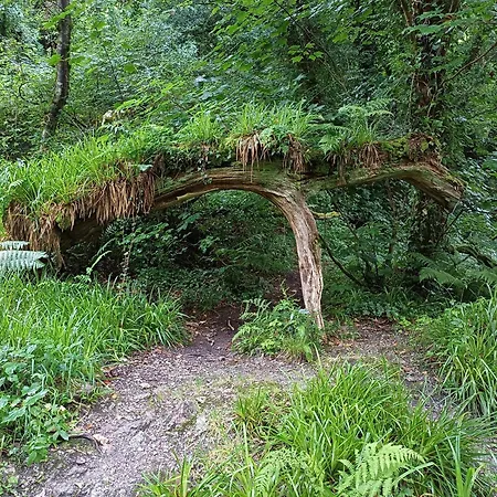 The Conifers Small Self Catering Flat In Nature Reserve Free Eden Taxi B4 9pm *
